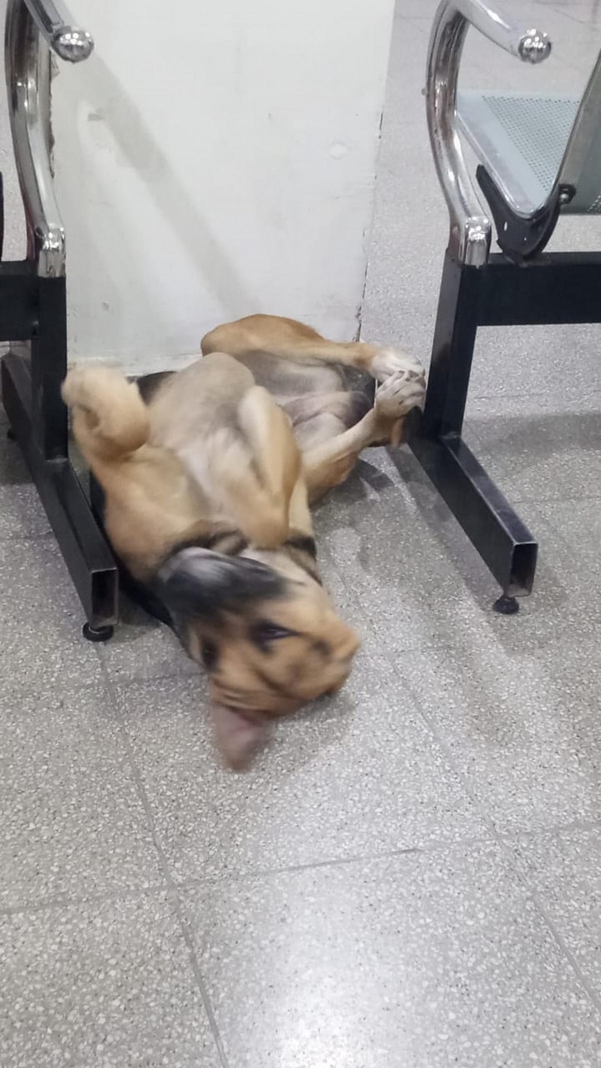 Un perro fiel espera y encuentra su hogar