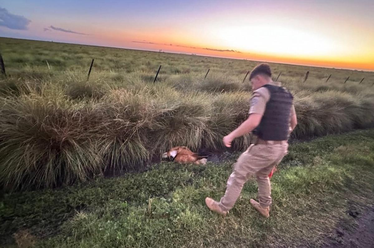 Rescate de aguará guazú en peligro