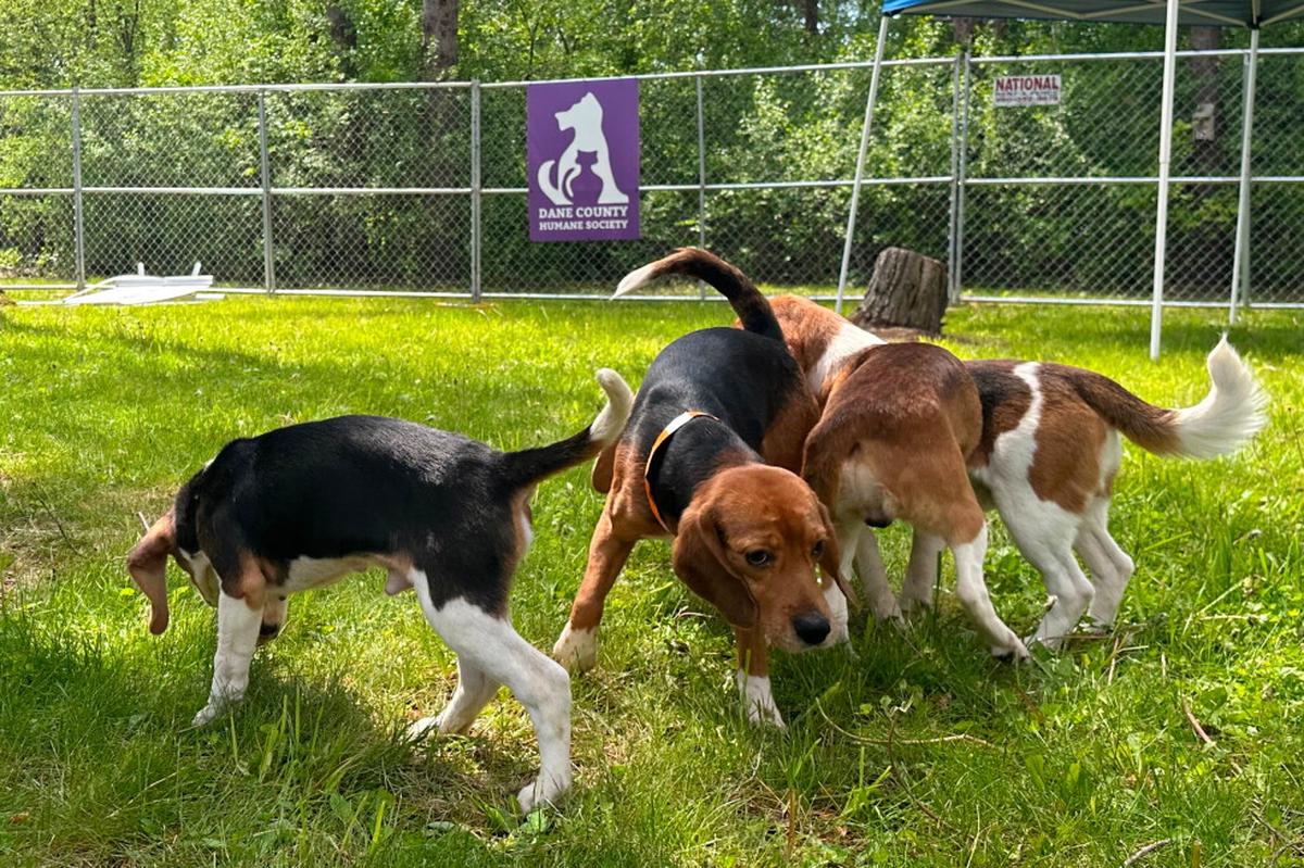 Cierra granja de beagles en Wisconsin y cientos de perros irán a un refugio en Florida