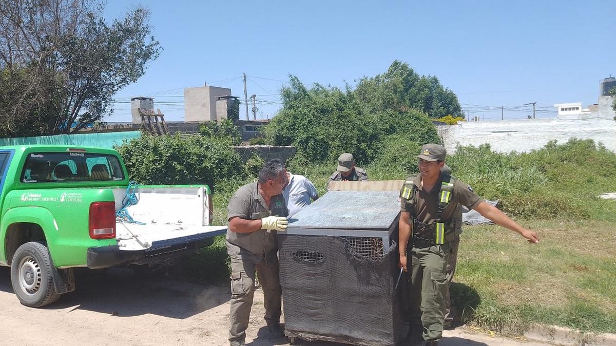 FOTO: Rescataron y trasladaron a un ciervo a la reserva natural “Tatú Carreta”.