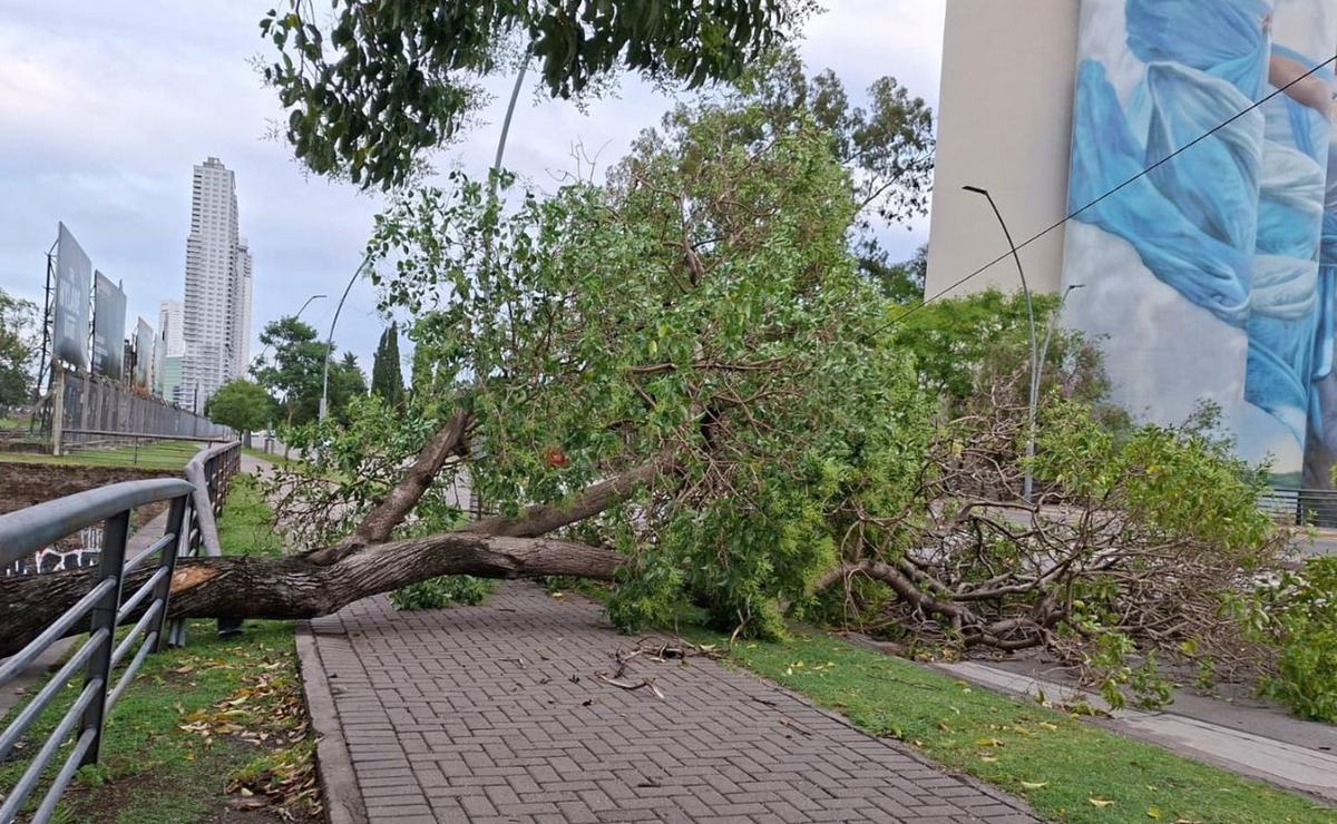 El árbol caído quedó sobre la vereda.