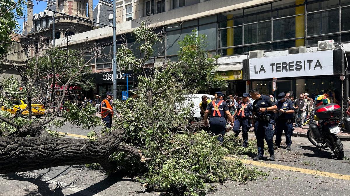 FOTO: El árbol cayó y aplastó a un transeúnte en Córdoba.