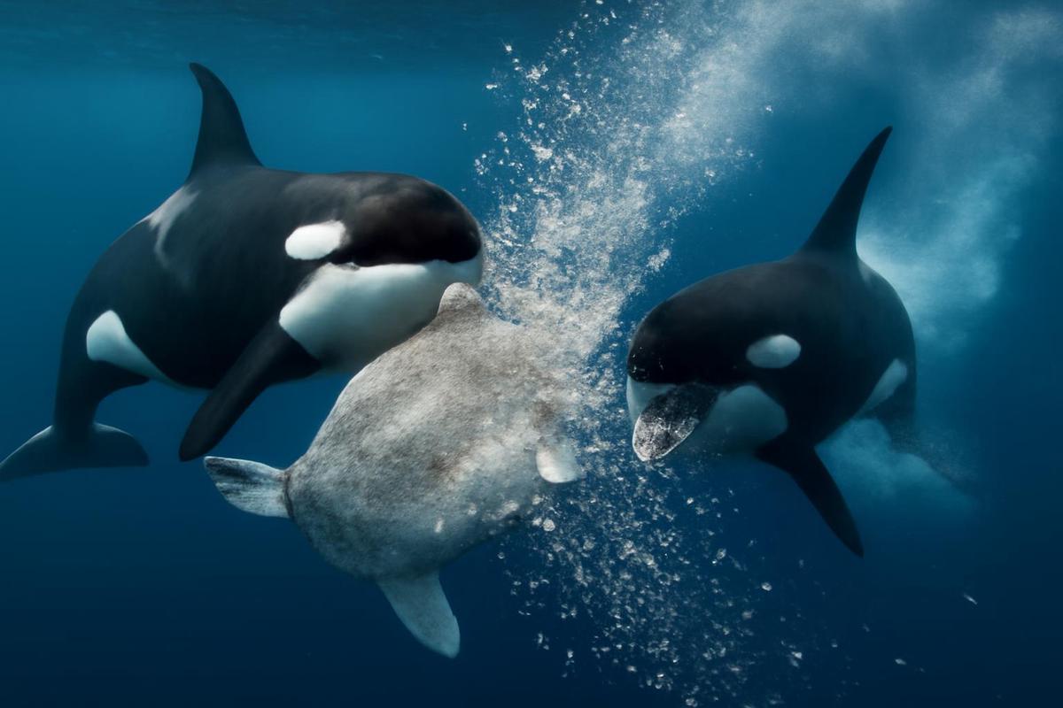 Orcas destrozan un pez luna en el Golfo de California