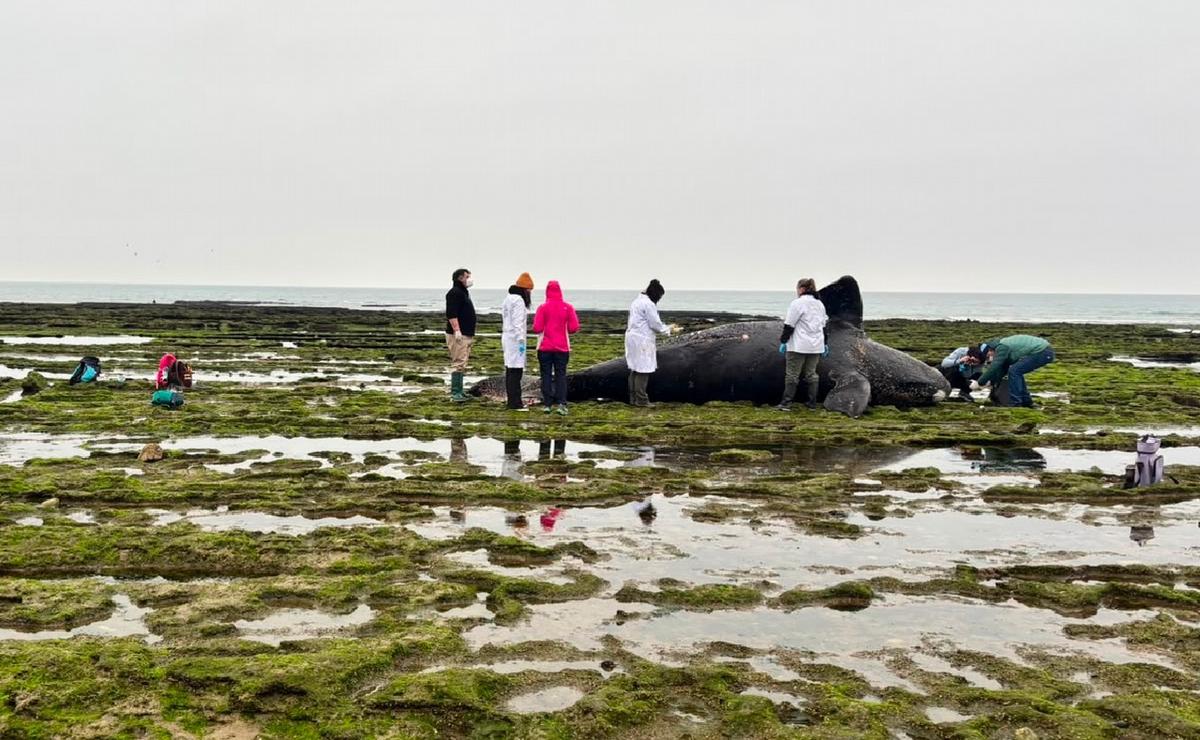Operativo tras hallazgo de cría de ballena en Las Grutas.