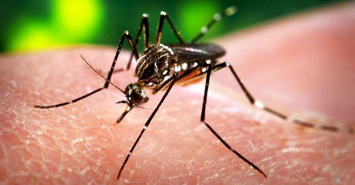 Tucumán, 21 semanas sin dengue: ¿el modelo a seguir?