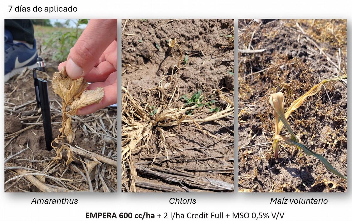 Herbicida quemante sin atenuantes