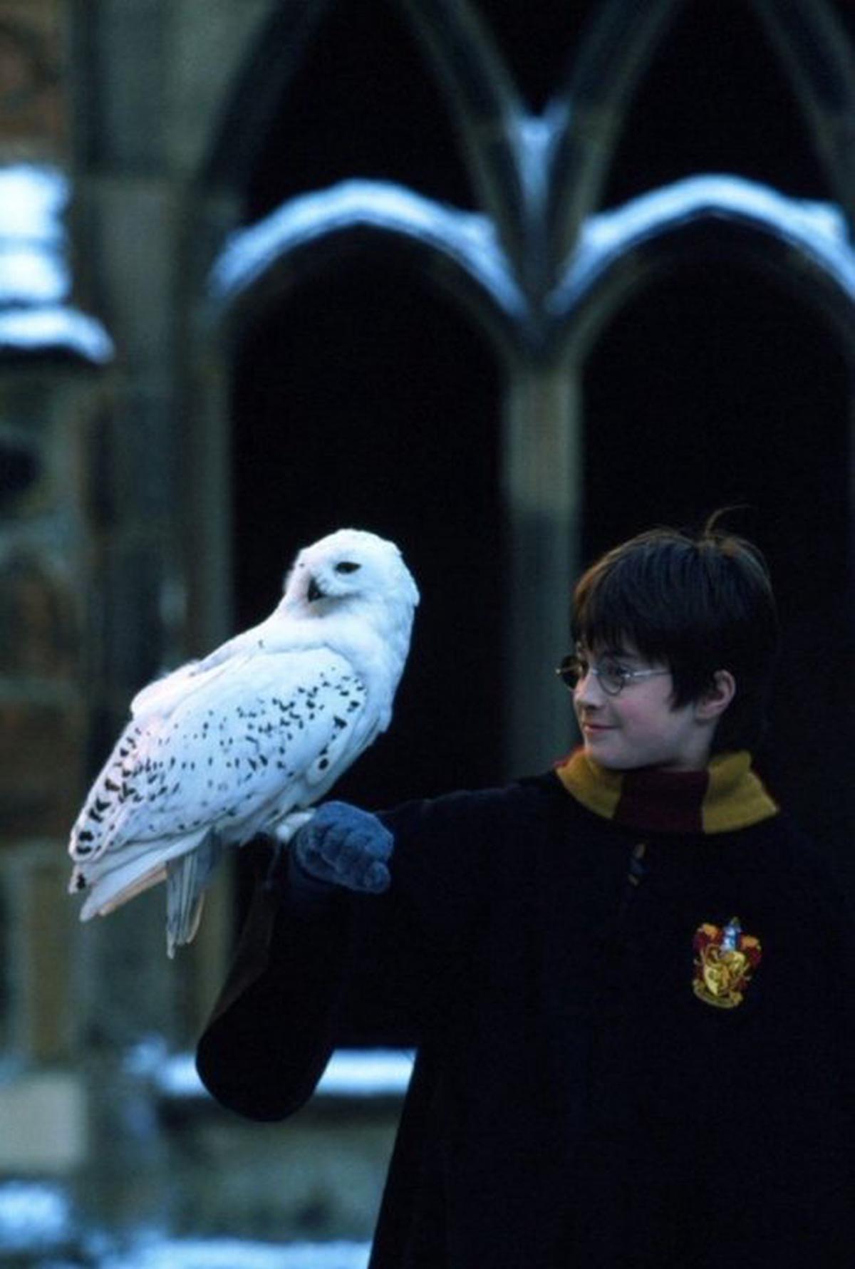 La franquicia de Harry Potter quedará a manos de Netflix.