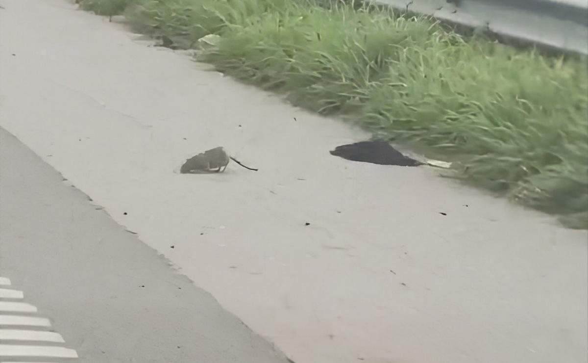 Ratas en la zona de Avenida Circunvalación.