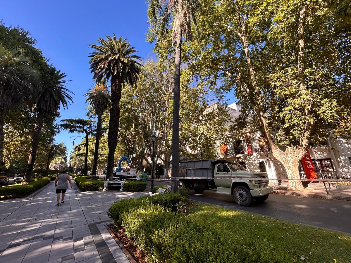 FOTO: Retirarán árboles secos y en riesgo de caída en el centro rosarino