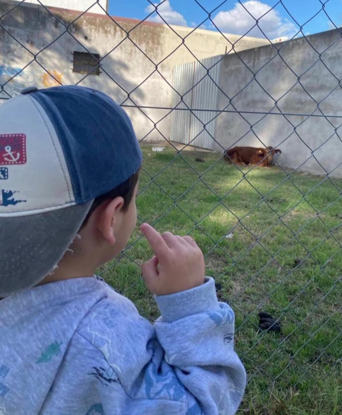 Crueldad en Hernando: robaron y faenaron al ternero mascota de una escuela.