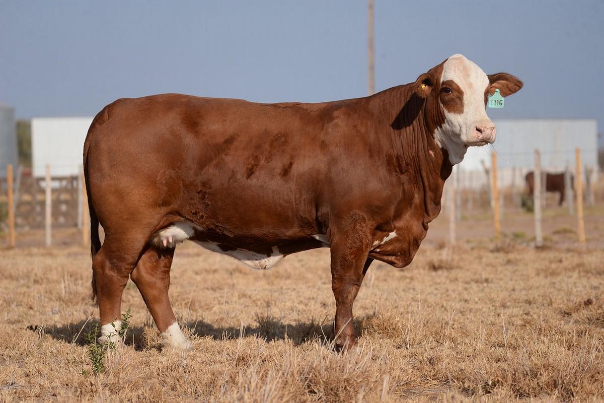 Los Socavones, embriones de hembras criadas en la cabaña