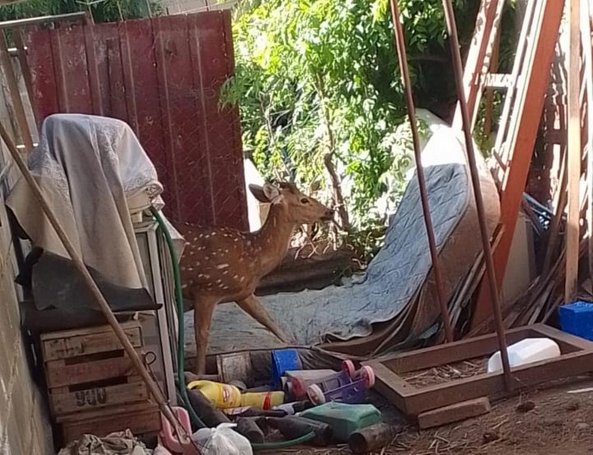 FOTO: Rescataron y trasladaron a un ciervo a la reserva natural “Tatú Carreta”.