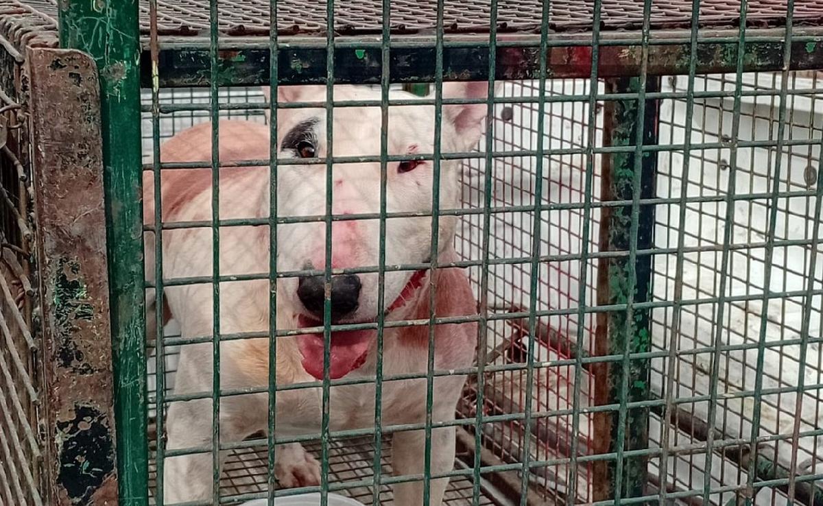 Un hombre de 70 años fue atacado por sus dos perros en Córdoba. (Gonzalo Carrasquera/Cadena 3)