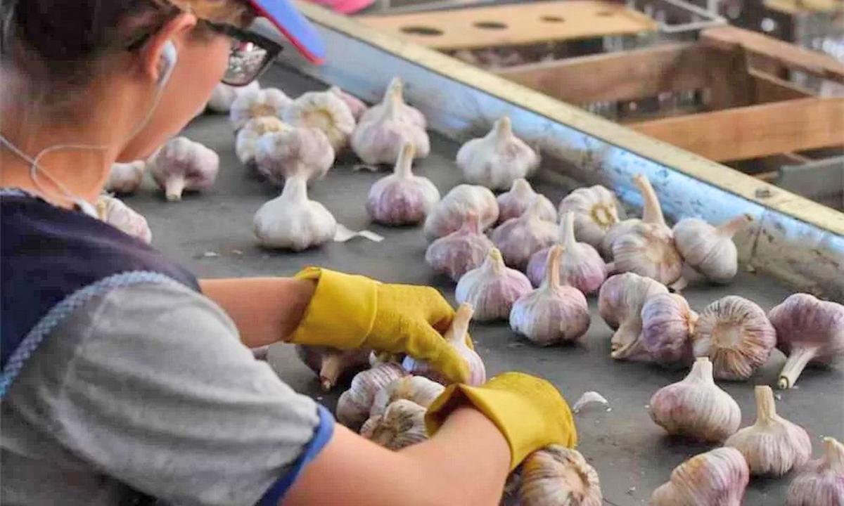 Productores de ajo mendocinos están en alerta por la competencia china en Brasil