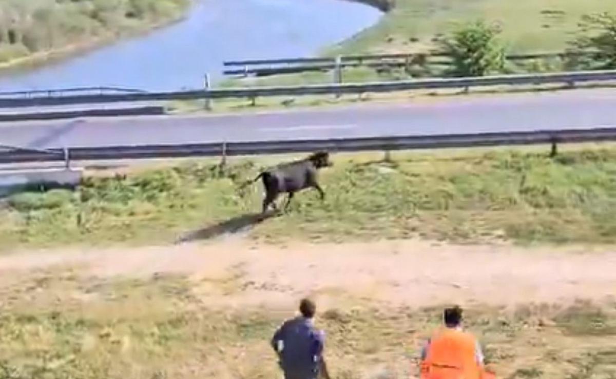 FOTO: Volcó un camión jaula en San Pedro y vecinos carnearon las vacas. (Foto:Captura) 