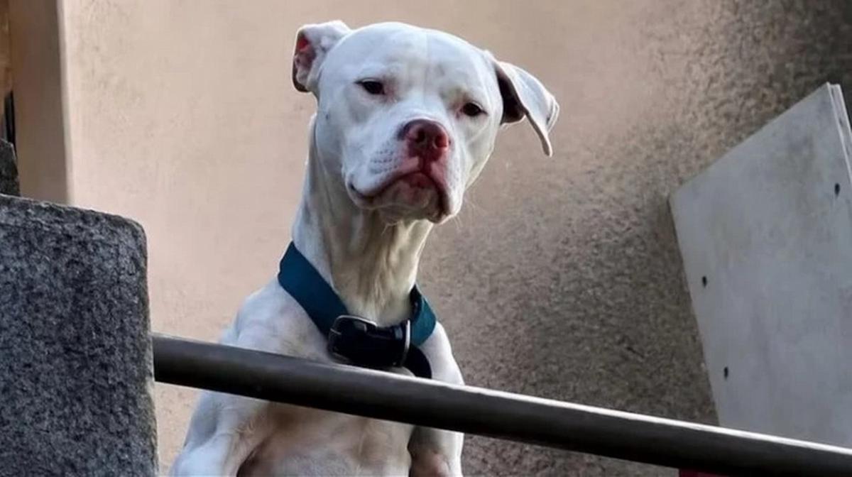 Rescataron un dogo argentino.