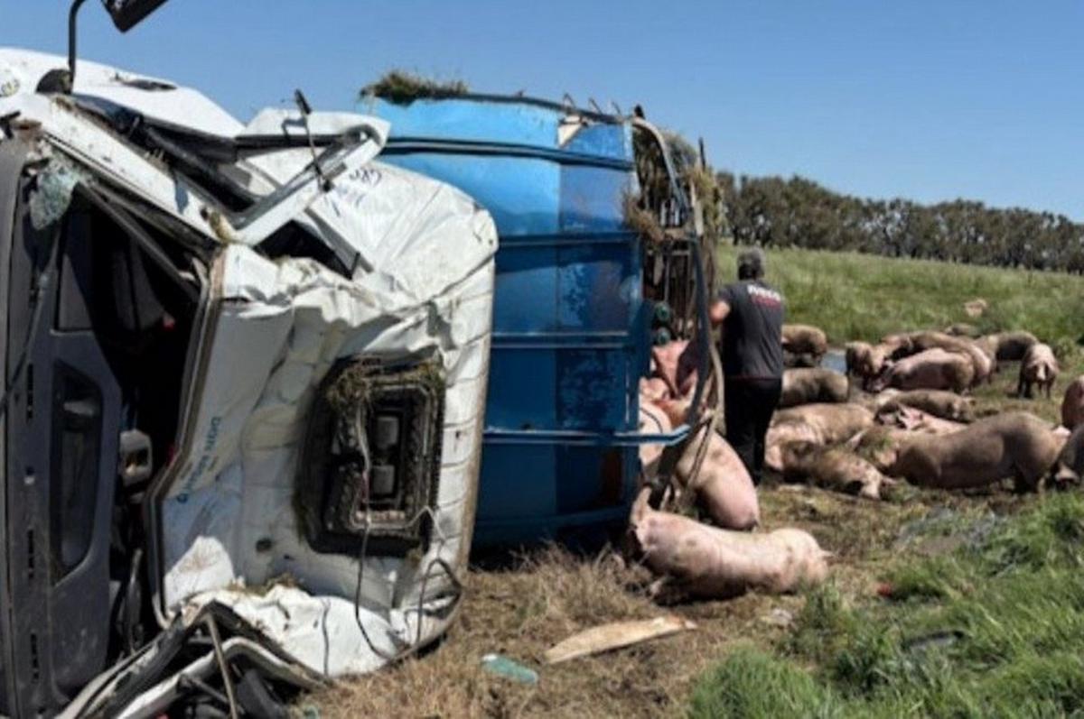 Volcó un camión con cerdos y vecinos se llevaron la carga.
