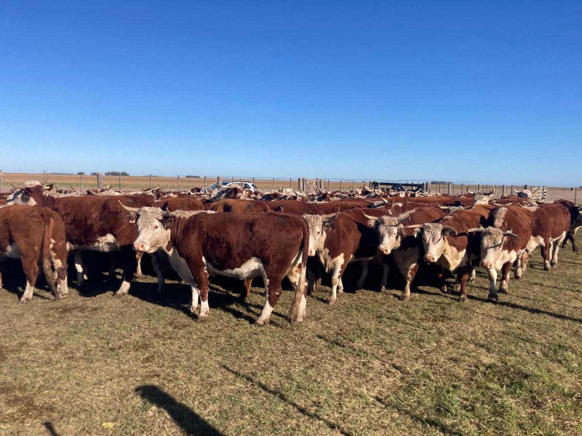 FOTO: Un desafío crucial: asegurar la salud y productividad de los rodeos.