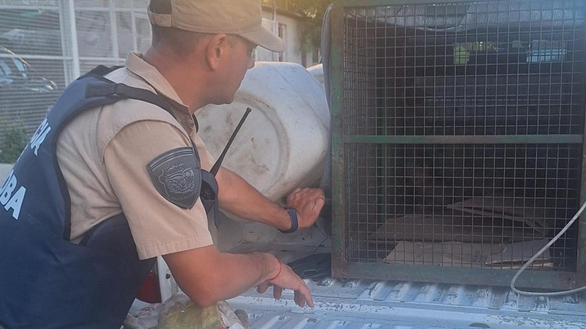 FOTO: Rescataron a un grupo de cachorros de zorritos de una cochera