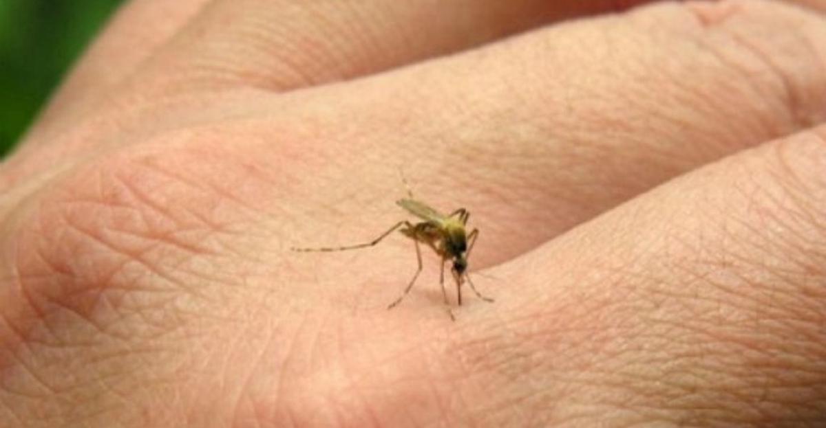 Aumento de casos de chikungunya en Argentina: 433 confirmados hasta ahora