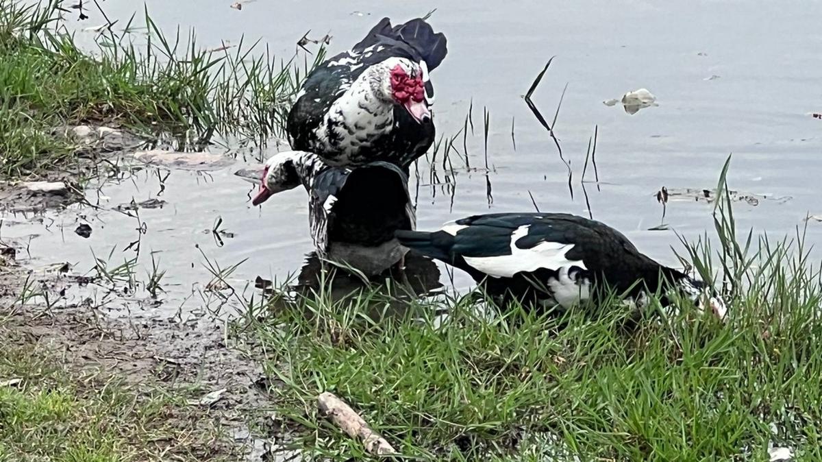 FOTO: Intentaron robar tres patitos de un lago artificial de Tucumán