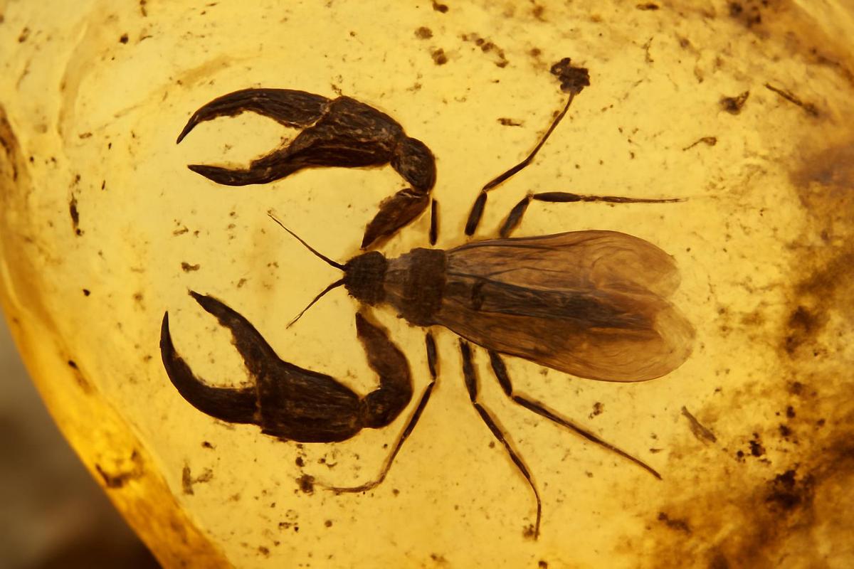 Insecto fósil con garras similares a las de un cangrejo