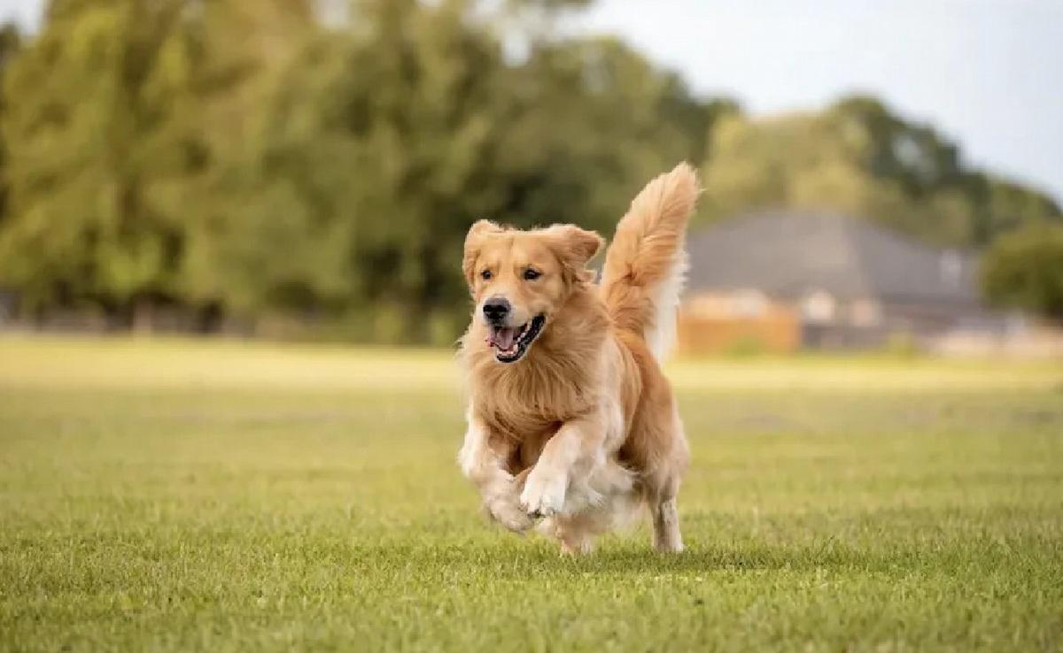 Cuáles son las razas ideales de perros para tener en casa. (Foto: ilustrativa)