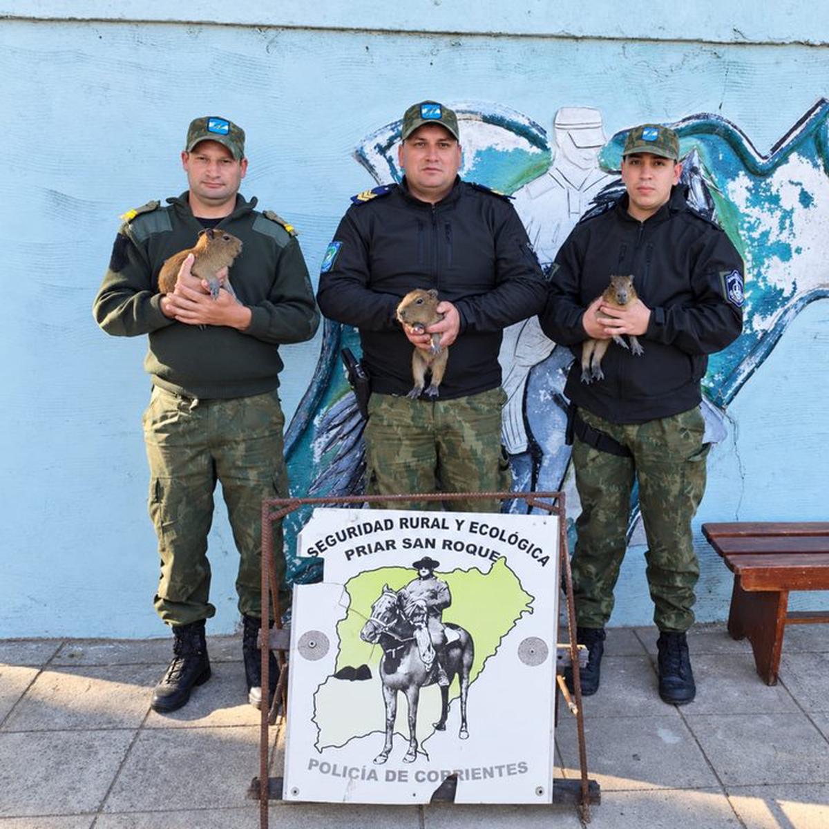 Rescatan carpinchos bebés en San Roque tras ser ofrecidos por WhatsApp