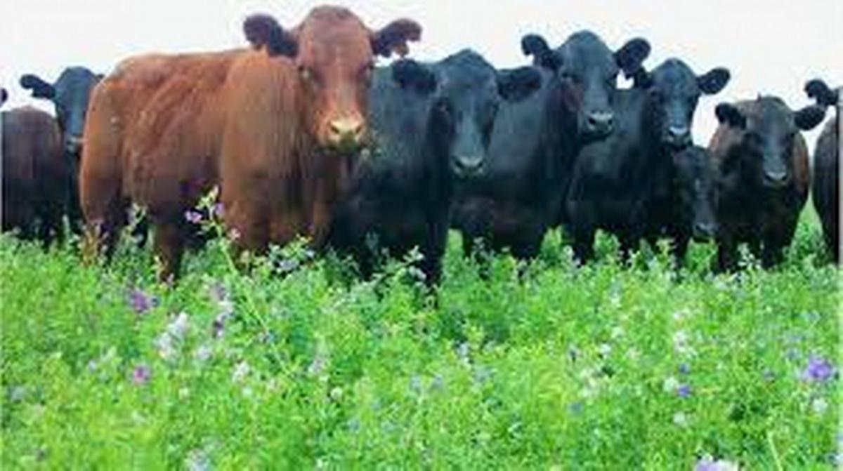 FOTO: Lo que pide, lo devuelve. La alfalfa es la reina de las forrajeras. 