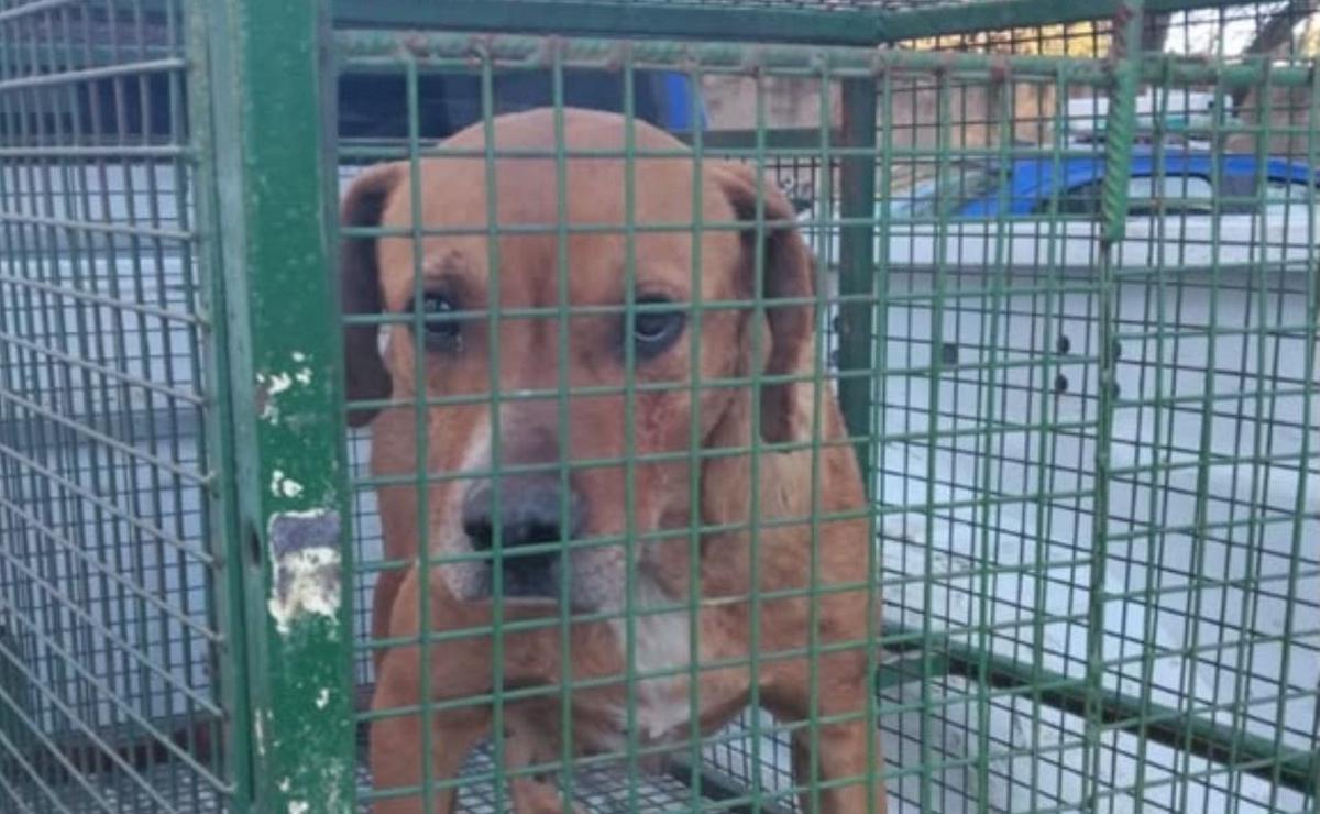El perro que mató al menor en Córdoba.