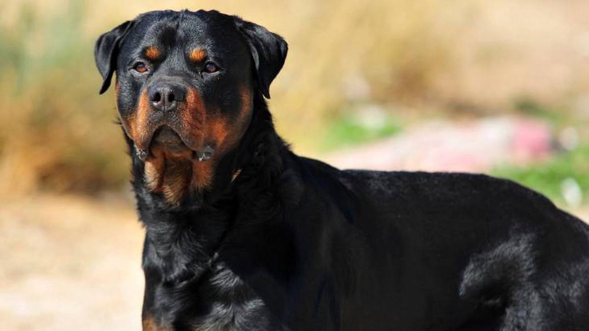 Un rottweiler atacó a un niño de cuatro años en Córdoba. (Foto: ilustrativa)