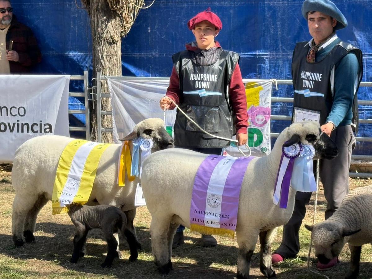 El niño de 12 años que es sensación en las exposiciones ganaderas con sus ovejas