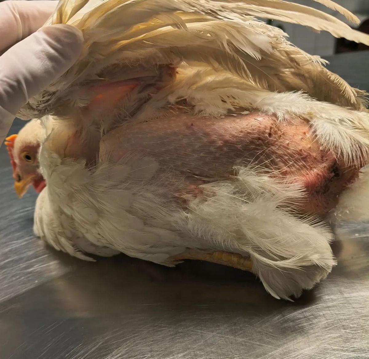 Las fotos del maltrato a la gallina