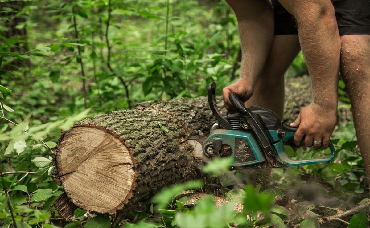 Murió aplastado por un árbol mientras cortaba leña. Foto: Magnific/ilustrativa.
