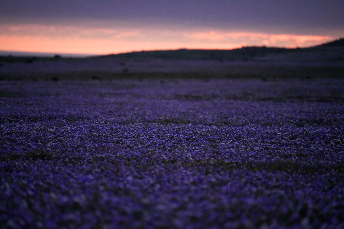 La primavera ya está aquí. En Chile hasta el desierto de Atacama florece