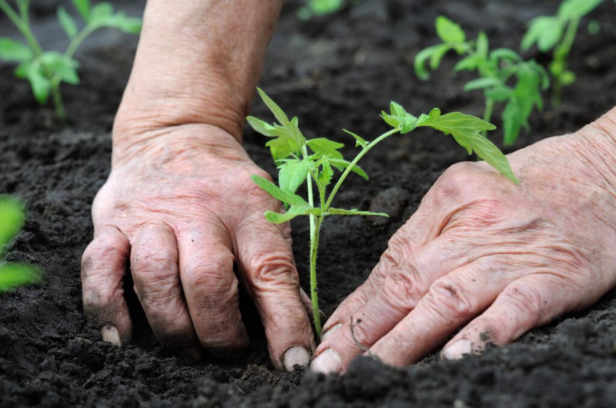 FOTO: La agricultura regenerativa, clave para cuidar el medioambiente local. 