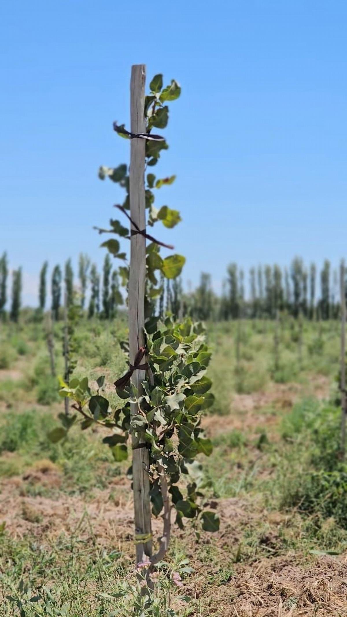 Pistacho en San Juan 