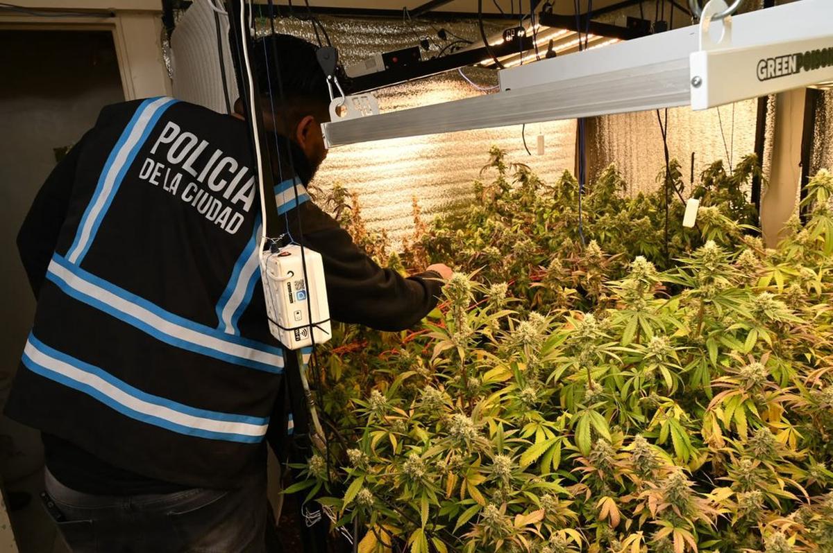 La Policía de la Ciudad desmantela invernadero con 52 plantas de marihuana y encuentra armas