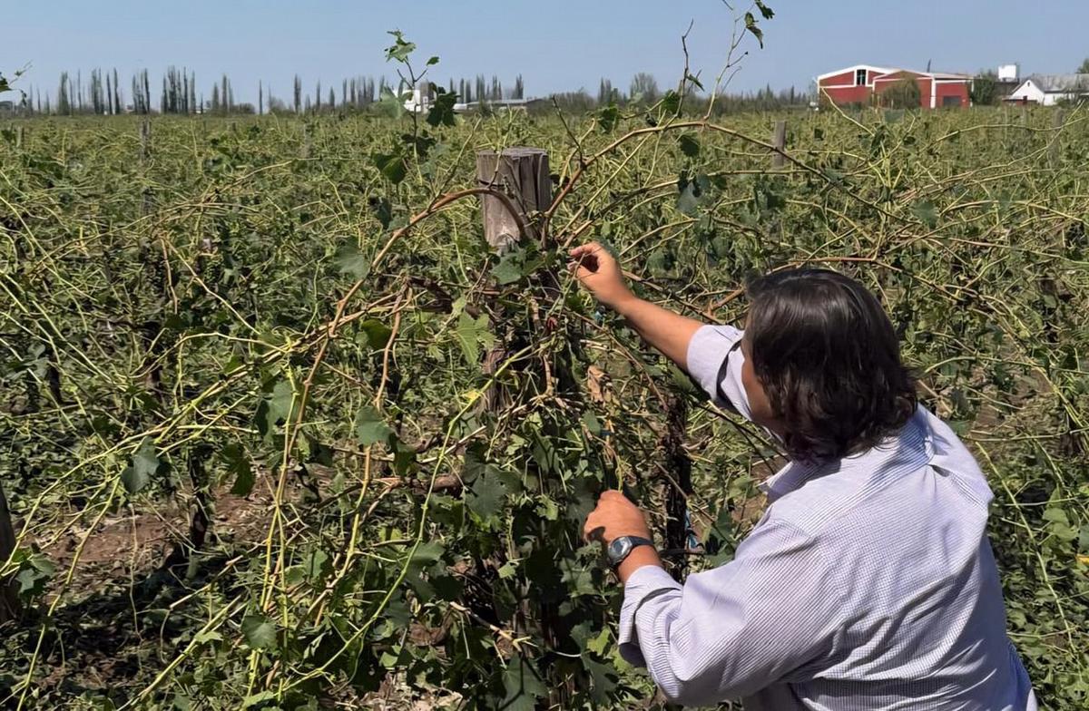 Emergencia agropecuaria en Mendoza
