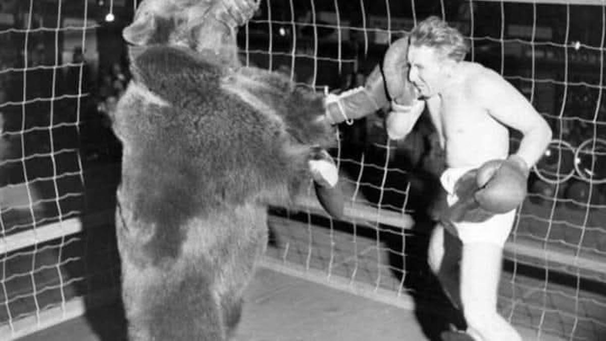 Muchos circos eran propiedad de los gitanos, como aquel que proponía pelear con un oso, así que Arnoldo Alberto Cámer, “Ventarrón”, se ofreció y le ga