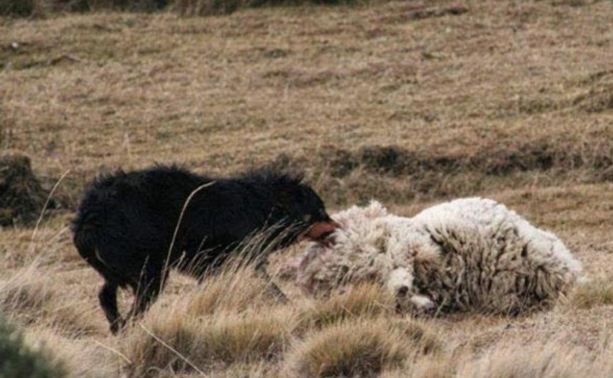 Perros asilvestrados en Tierra del Fuego.