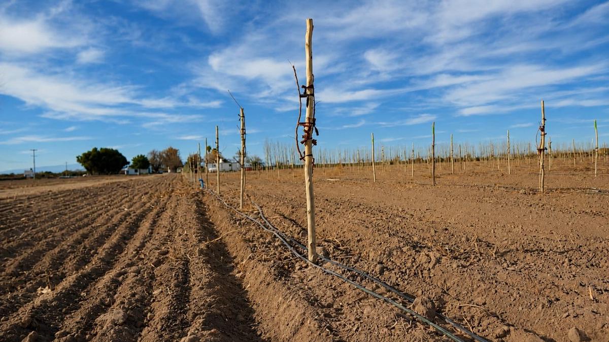 Juan Ignacio Ponelli fundó AgroFides tras una carrera en África.
