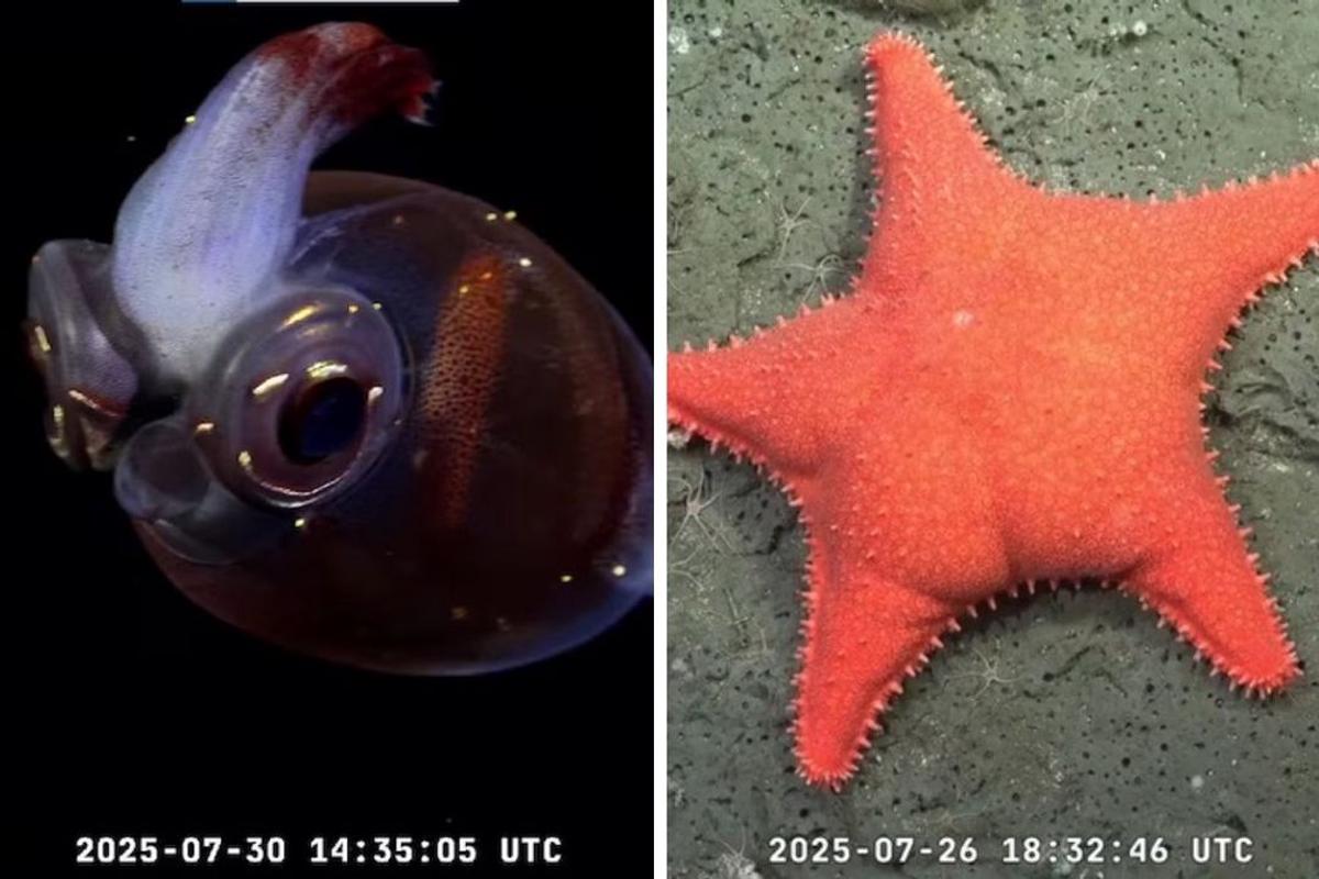 El "pulpo Dumbo" y "la estrella culona", furor del streaming anterior del Conicet.