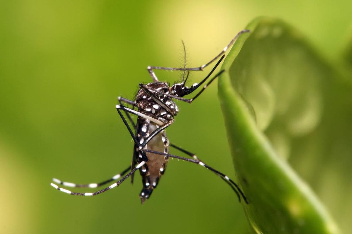 Dengue en invierno: el riesgo persiste y la prevención es esencial durante todo el año
