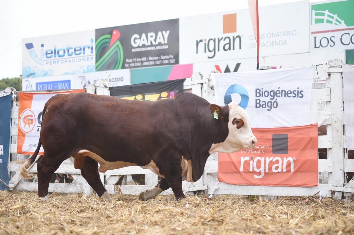 Enclave ganadero. Braford patrocinó el evento que contó con más de 100 ejemplares.