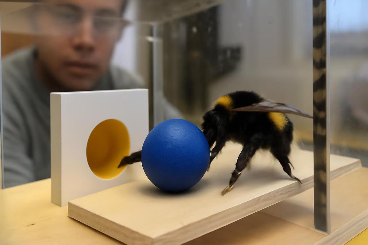 Las abejas bombus y su sorprendente inteligencia