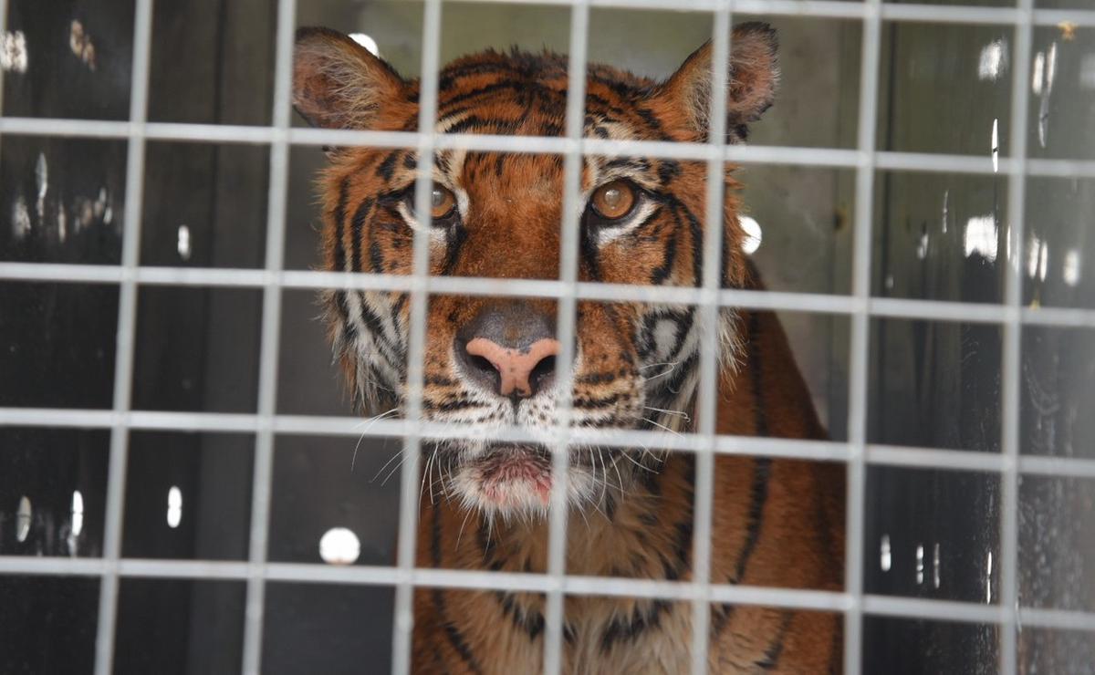 FOTO: Operativo en Mendoza para trasladar a Lucy a Estados Unidos. (Foto: Gob. de Mendoza)