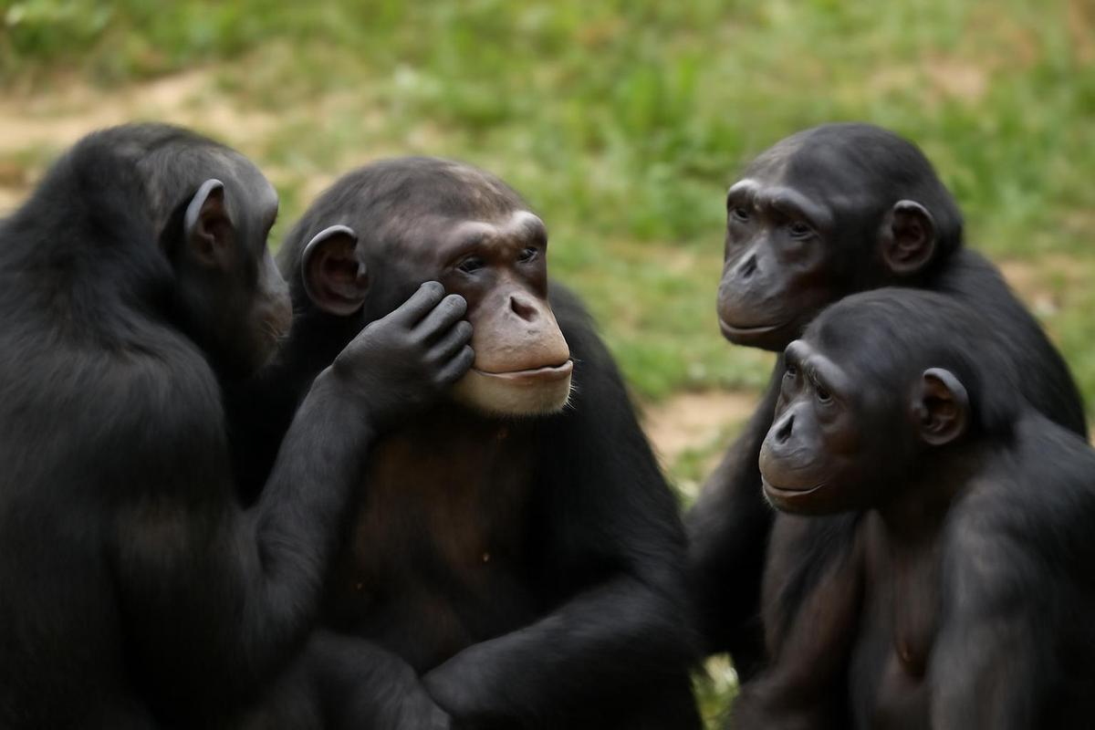 Chimpancés y bonobos construyen círculos sociales similares a los humanos