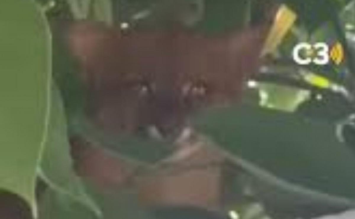 La sorpresa felina que paralizó a vecinos de Salsipuedes