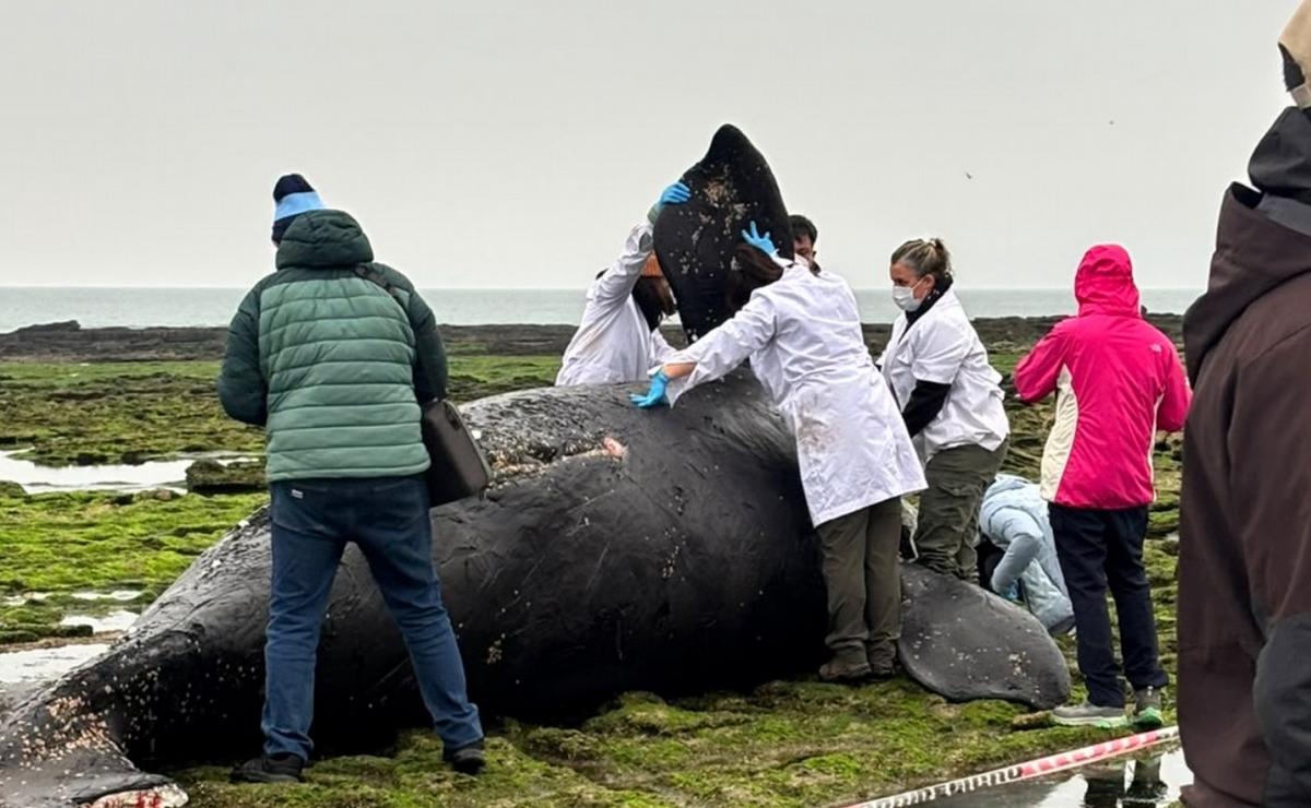 Operativo tras hallazgo de cría de ballena en Las Grutas.